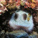 green bay octopus